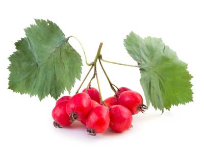antioxidants hawthorne berries