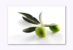 antioxidant olive leaf extract