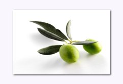 Olive leaf extract is one of the more potent antioxidants. antioxidant olive leaf extract
