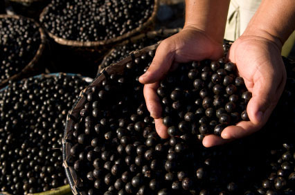 Acai Berries acai_berries_hands_holding_them_Acai_Berries