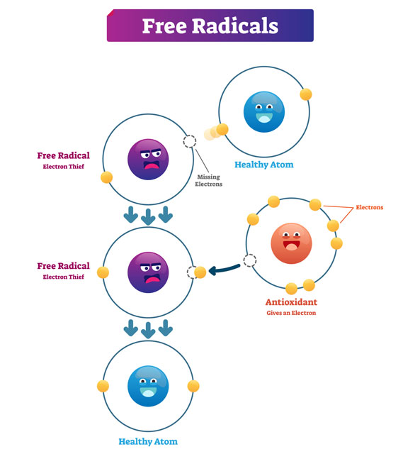 Free radicals steal electrons, causing oxidative damage to the atoms that make up cells.