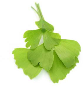 Ginkgo Biloba