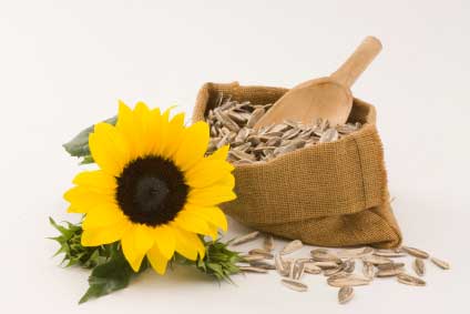 antioxidants sunflower seeds
