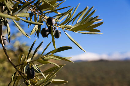 olive leaf branch