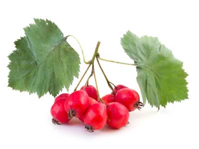Hawthorne Berries antioxidants hawthorne berries